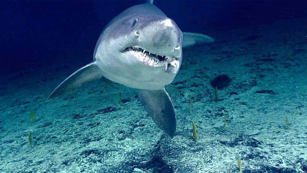 Shark illustration representing the Surfshark VPN service